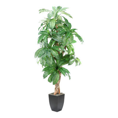 Birdnest Palm in Cardinal Planter 8' - 315102
