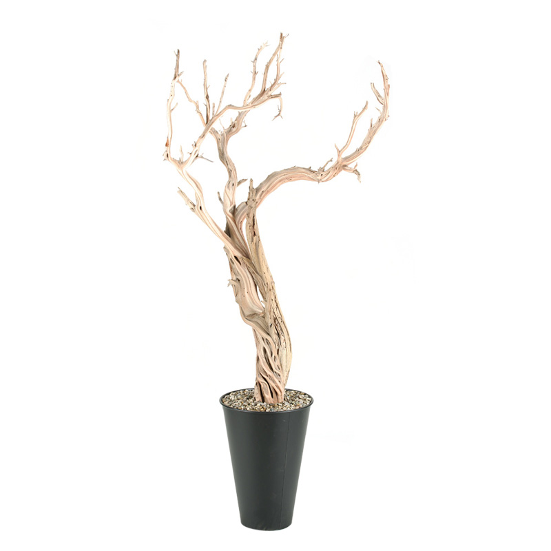 7' Ghostwood Trunks in Large Black Cheer Planter - 315410