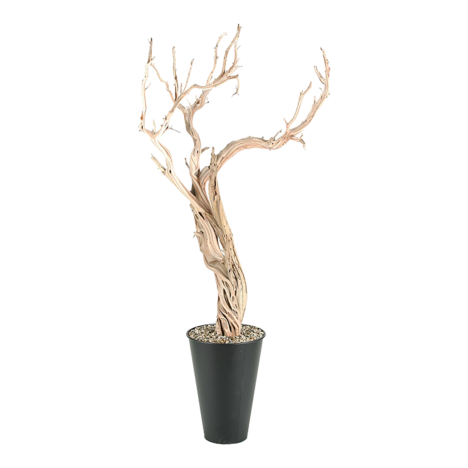 Ghostwood Trunks in Cheer Planter 7' - 315410