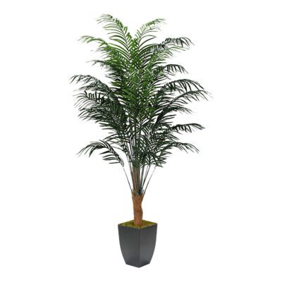 Dwarf Areca Palm in Cardinal Planter 8' - 315418
