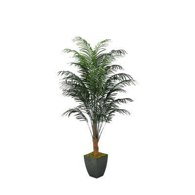 Dwarf Areca Palm in Cardinal Planter 8' - 315418