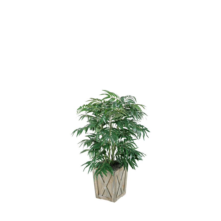 Phoenix Palm in Grange Planter 3' - 315420