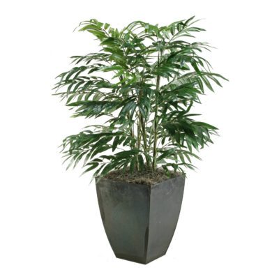 Phoenix Palm in Cardinal Planter 3' - 315423