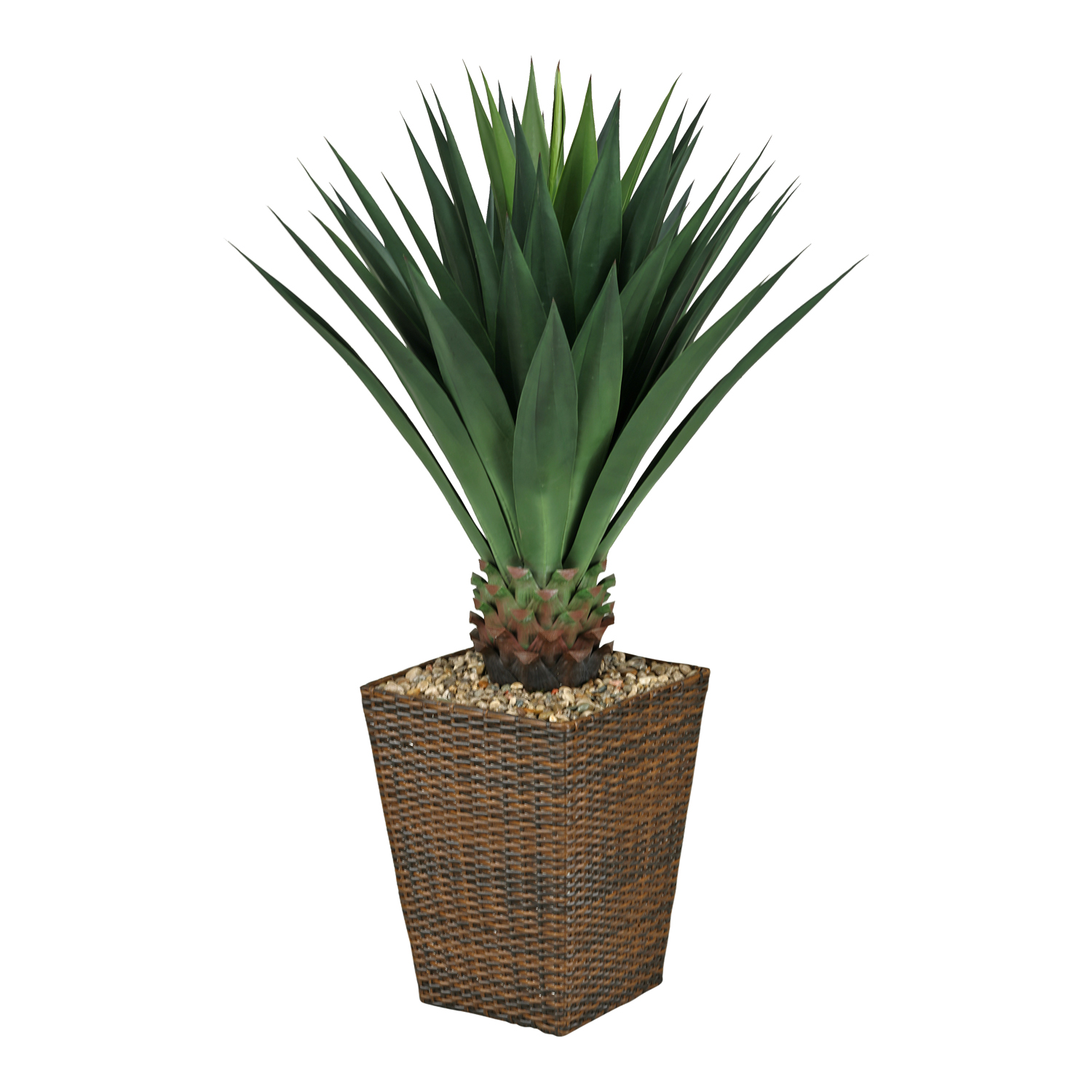 Agave Plant in Square Basket - 315919