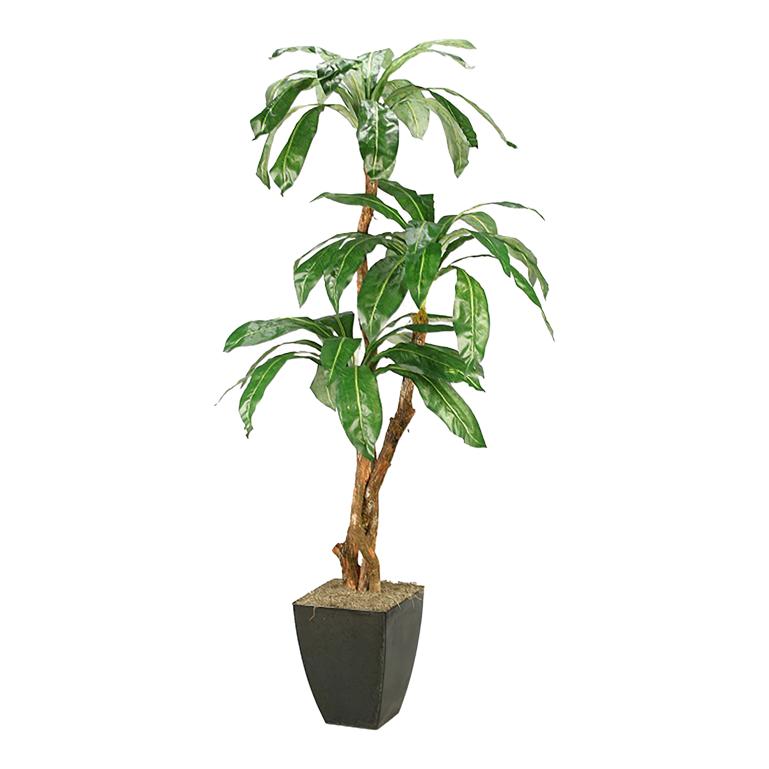 Birdnest Palm in Cardinal Planter 6.5' - 316104