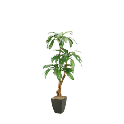 Birdnest Palm in Cardinal Planter 6.5' - 316104
