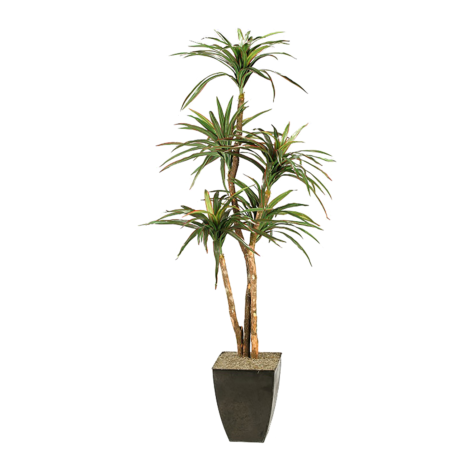 Dracaena Tree in Cardinal Planter 6.5' - 316105