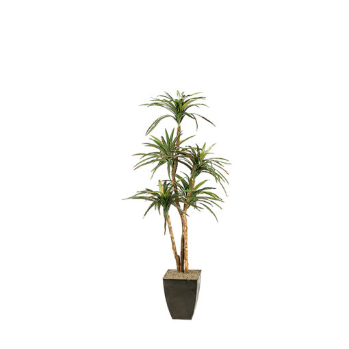 Dracaena Tree in Cardinal Planter 6.5' - 316105