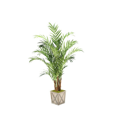 Kentia Palm Tree in Grange Planter 8' - 316403