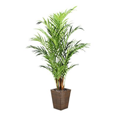 Kentia Palm in Square Basket 8' - 316404