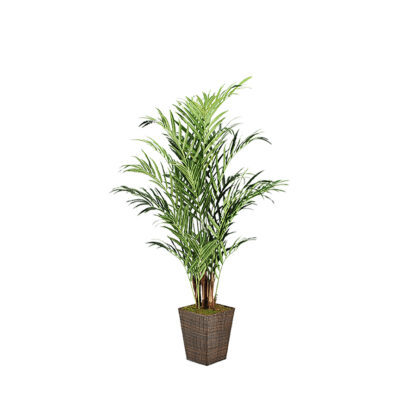 Kentia Palm in Square Basket  8' - 316404