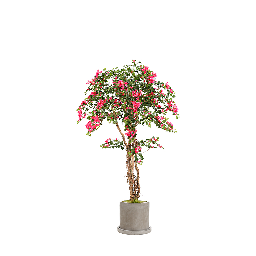 Bougainvillea Tree in Grange Planter 7' - 316410 - Image 2