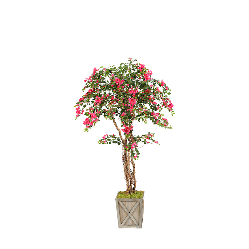 Bougainvillea Tree in Grange Planter 7' - 316410