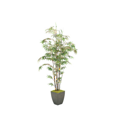 Black Bamboo Tree in Cardinal Planter 8' - 316412