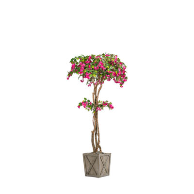 Small Bougainvillea Tree