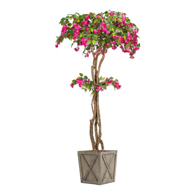Small Bougainvillea Tree