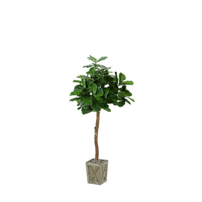 Fiddle Leaf Fig in Grange Planter 6' - 316704
