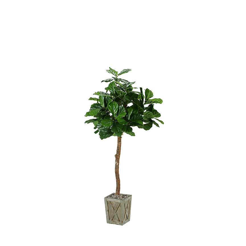 Fiddle Leaf Fig in Grange Planter 6' - 316704