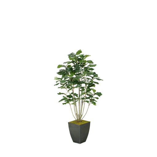 Fiddle Leaf Fig Plant 5' - 653