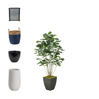 Fiddle Leaf Fig Plant 5' - 653