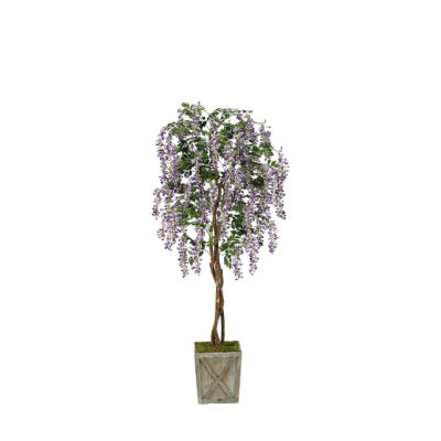 Wisteria Tree in Grange Planter 7' - 316913