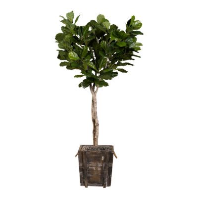 Fiddle Leaf Fig in Rustic Wooden Planter 7' - 317110