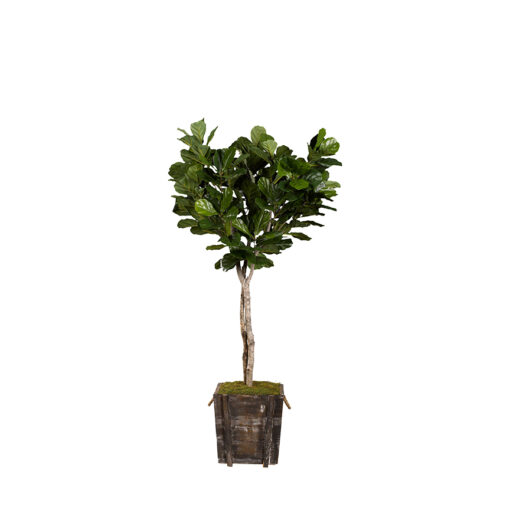 Fiddle Leaf Fig in Rustic Wooden Planter 7' - 317110