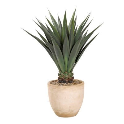 Agave Jumbo Plant in Grove Planter - 317111