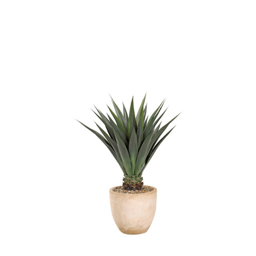 Agave Jumbo Plant in Grove Planter - 317111