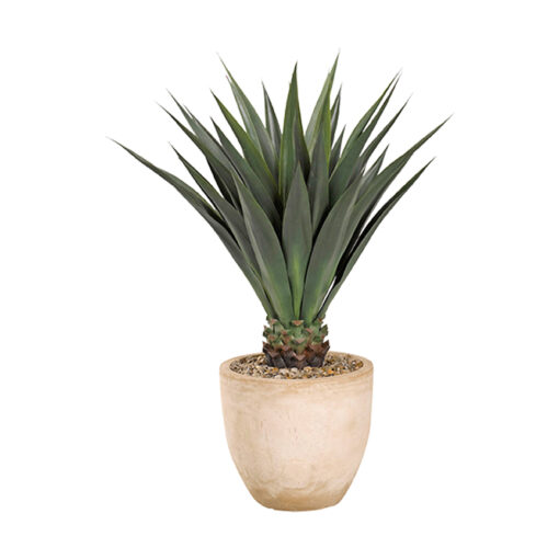 Agave Jumbo Plant in Grove Planter - 317111 - Image 2
