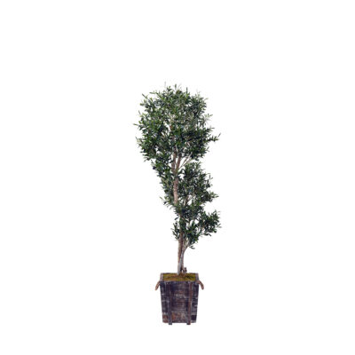 Sculptured Olive Tree in Rustic Wooden Planter 7' - 317119