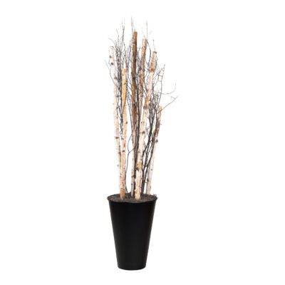 Birch Poles & Birch Tree Tops in Cheer Planter 6.5' - 317402