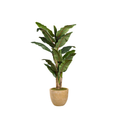 Banana Tree in Grove Planter 8' - 317403