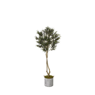 Olive Tree in Round Metal with Handles 6' - 317425