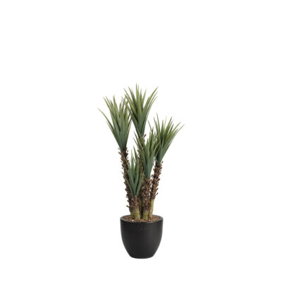 Yucca Plant in Taylor Planter 5.5' - 317903