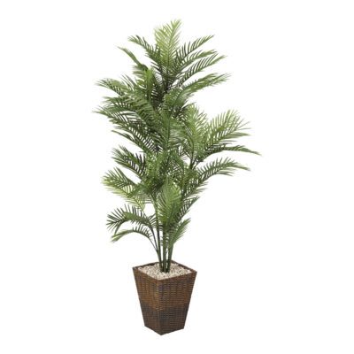 Robellini Palm in Square Basket 6' - 318101