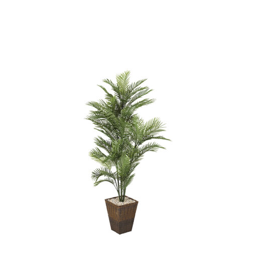 Robellini Palm in Square Basket 6' - 318101