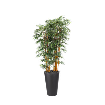Bamboo Tree in Matte Planter 9' - 318102