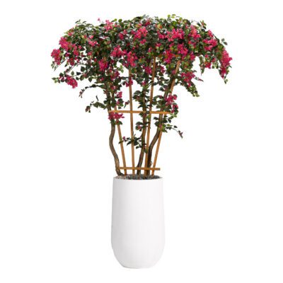 Bougainvillea Tree with Trellis in Quinn Planter 8' - 318701