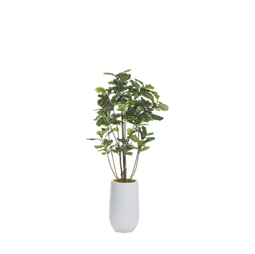 Fiddle Leaf Fig Plant 5' - 653 - Image 2