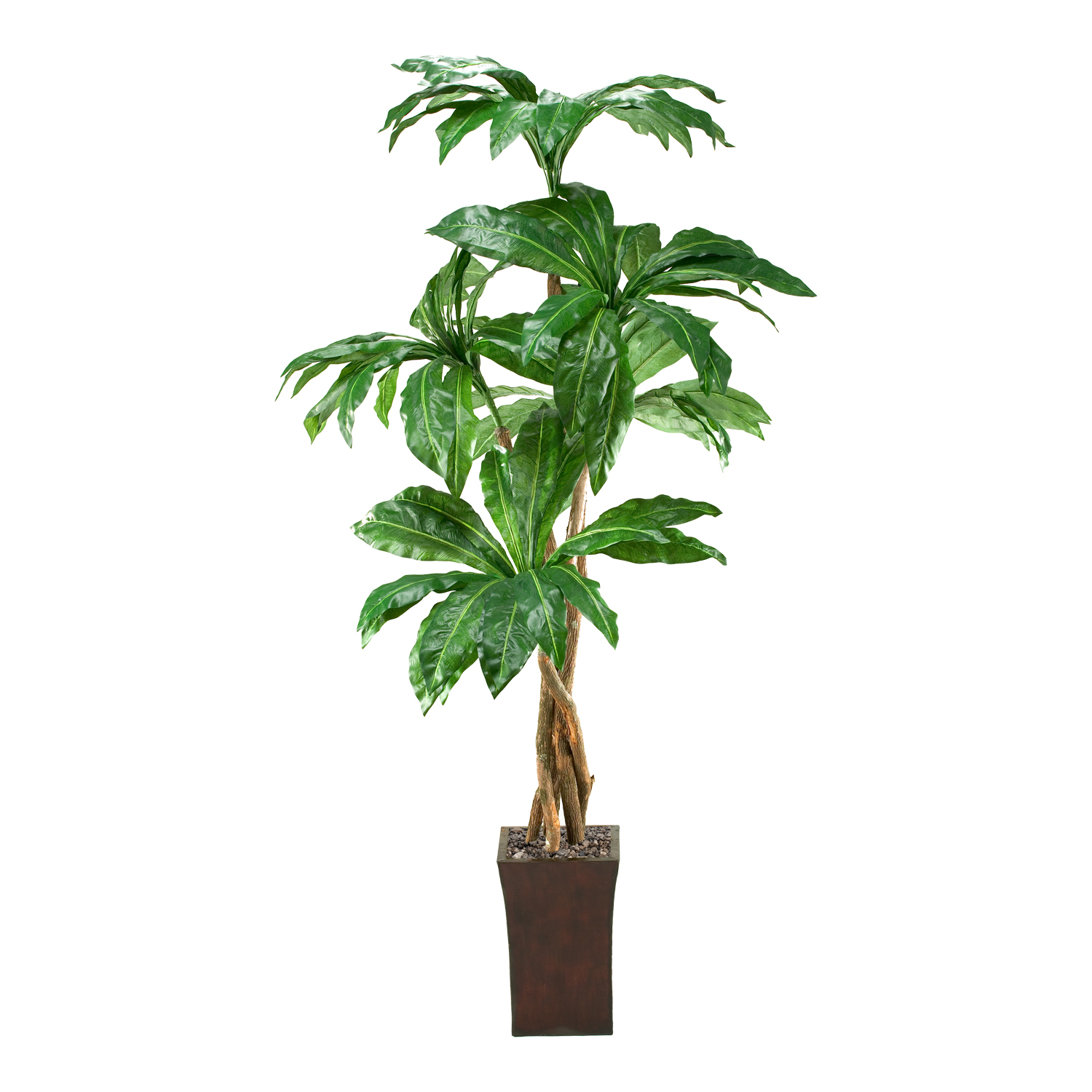 Birdnest Palm in Heritage Planter 7' - 39223