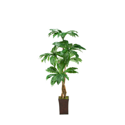 Birdnest Palm in Heritage Planter 7' - 39223