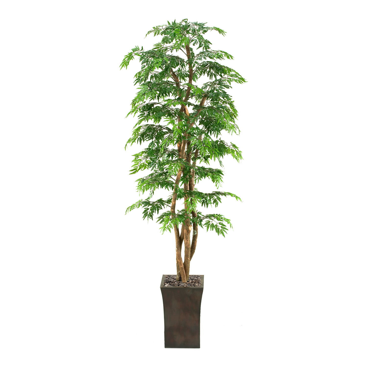 Ming Aralia Tree in Heritage Planter 7' - 39224