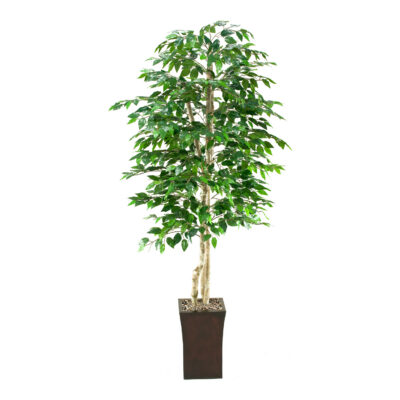 Green Ficus Tree in Heritage Planter 7' - 39225