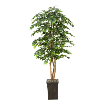 Sakaki Tree in Heritage Planter 7' - 39228