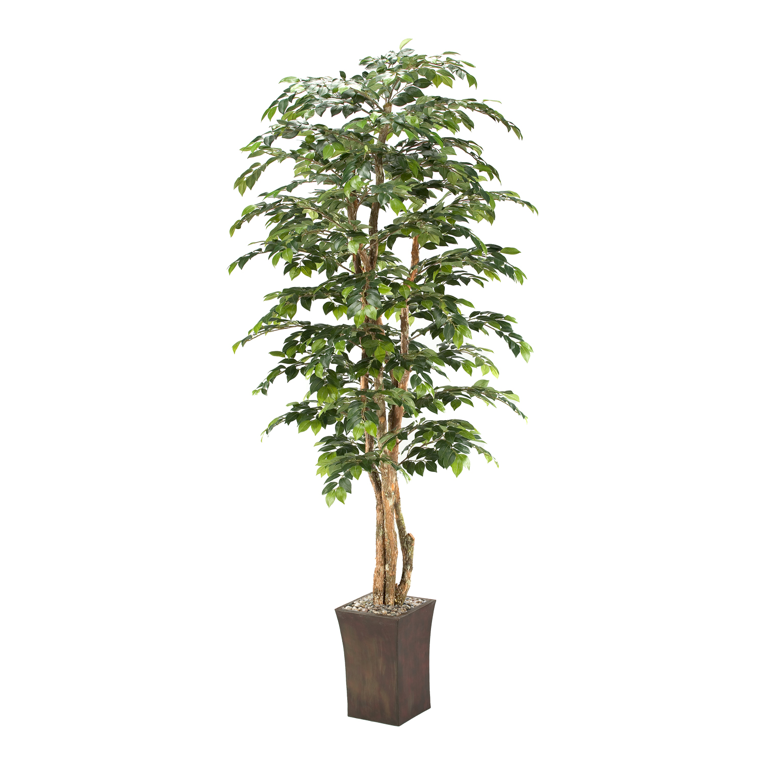 Sakaki Tree in Heritage Planter 8' - 39772