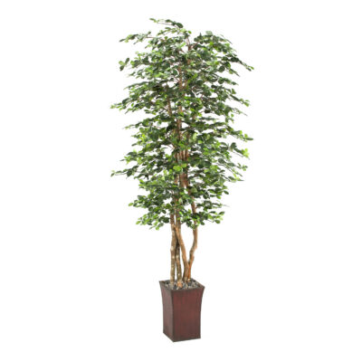 Black Olive Tree in Heritage Planter 8' - 39773