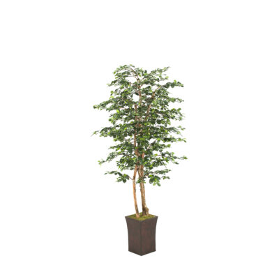 Black Olive Tree in Heritage Planter 7' - 39774