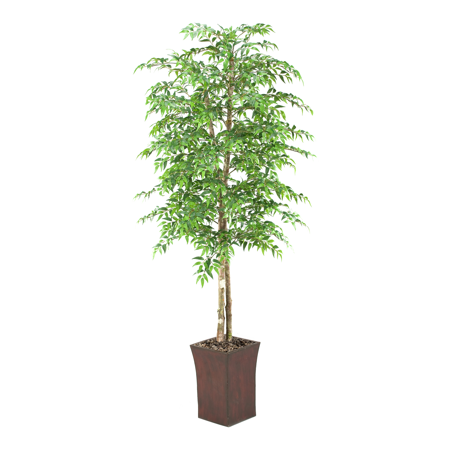 Ruscus Tree in Heritage Planter 7' - 39776