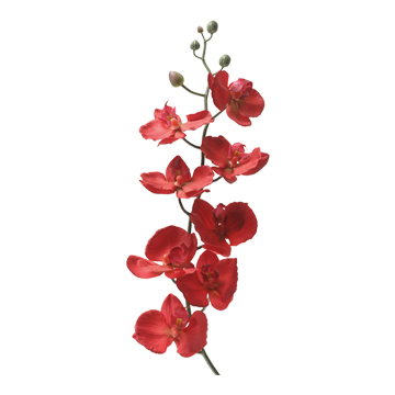 Red Phal Orchid Stem - FL2150
